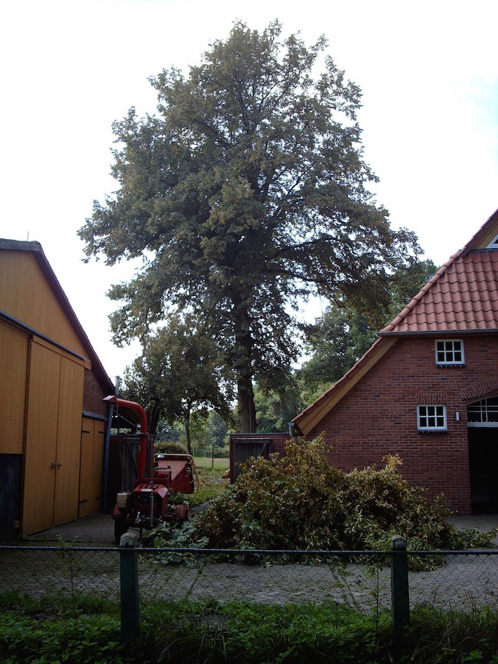 Baumkrone vor der Maßnahme