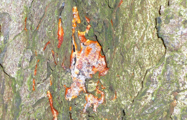 Pilz unter der Baumrinde