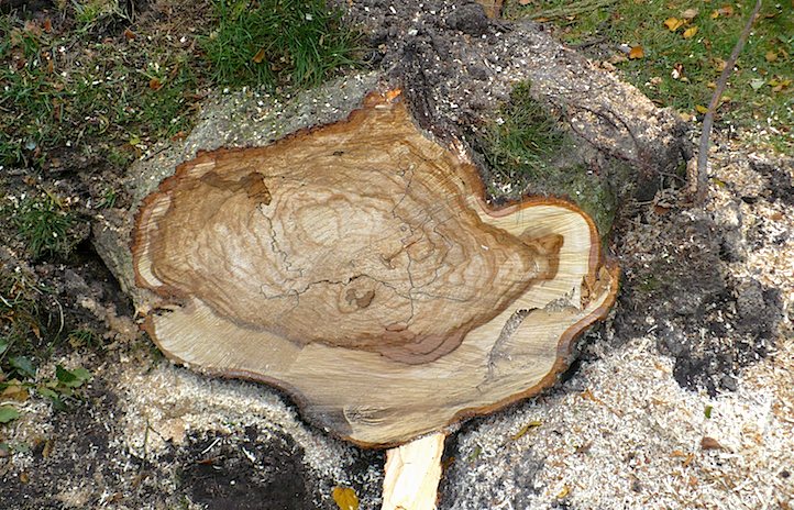 Pilze am Baumstamm