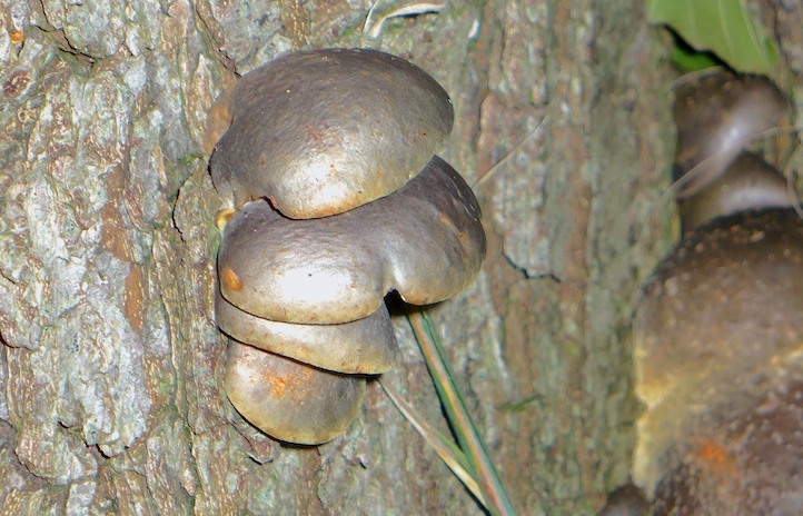 Pilzbefall am Baum