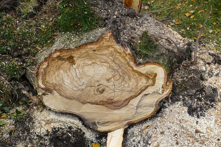 Pilzbefall im Baumstamm