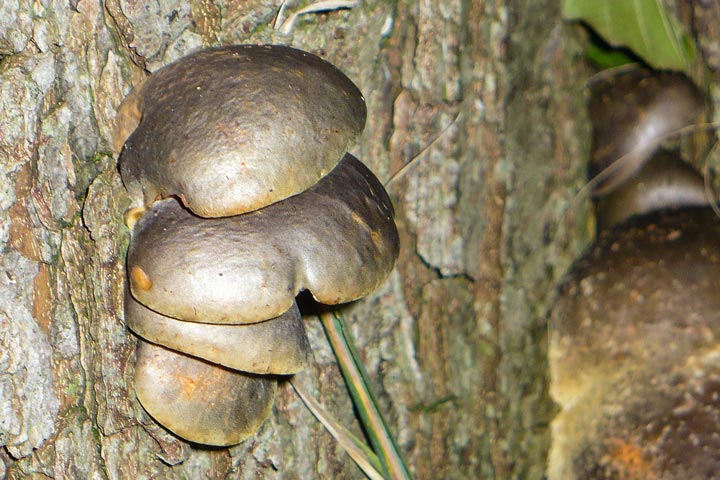 Pilze am Baumstamm