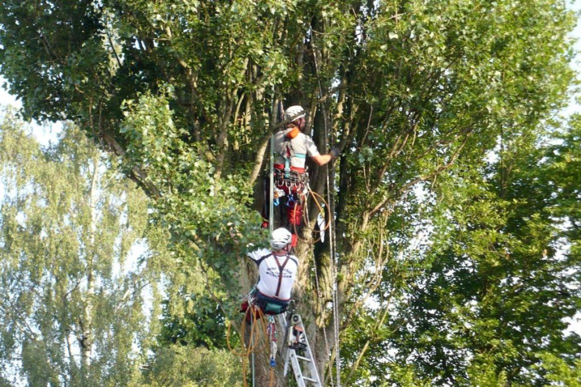 Seilklettertechnik Pappelfällung