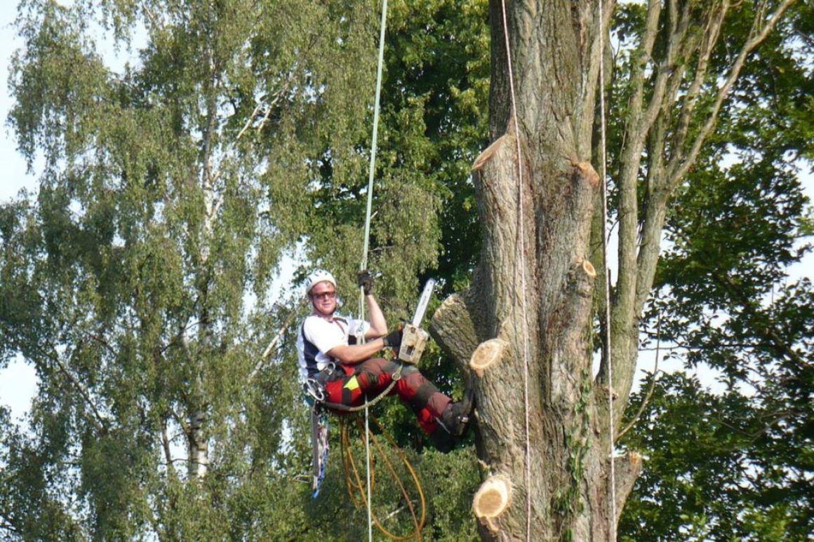 Seilklettertechnik Pappelfällung