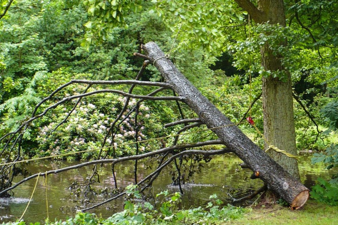 Spezialfällung im Oldenburger Schlossgarten