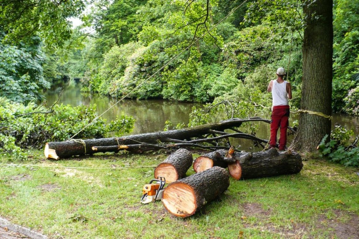 Spezialfällung im Oldenburger Schlossgarten