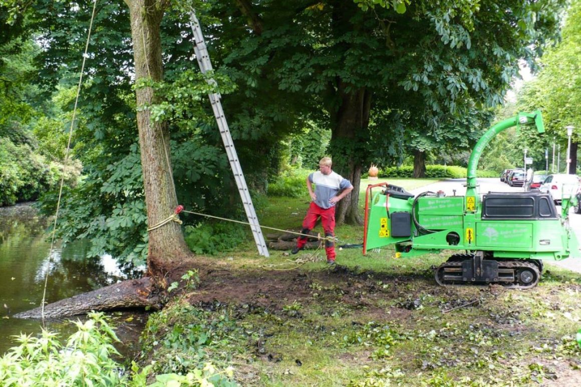 Spezialfällung im Oldenburger Schlossgarten