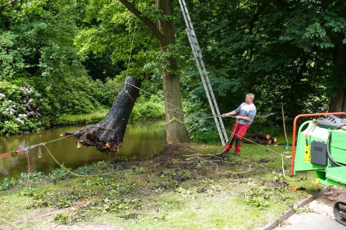 Spezialfällung im Oldenburger Schlossgarten