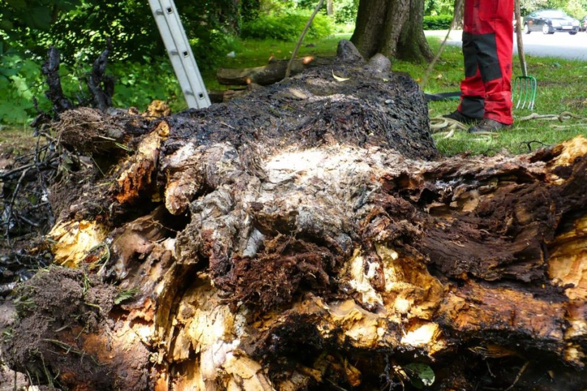 Spezialfällung im Oldenburger Schlossgarten